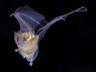 Photo of the Jamaican fruit bat (<em >Artibeus jamaicensis</em>) in flight.