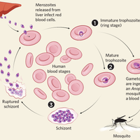 malaria infographic