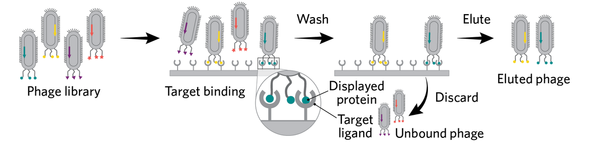 A 3-step summary of affinity purification. The phage library is introduced to a target ligand that is presented on a solid surface. Phages expressing a protein that recognize this ligand bind and are retained in a subsequent wash step that removes unbound phages. Bound phages are eluted and kept. 