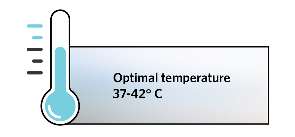 Optimal temperature 37-42 degrees celsius