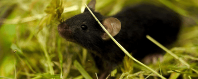 The image shows a black mouse surrounded by hay.