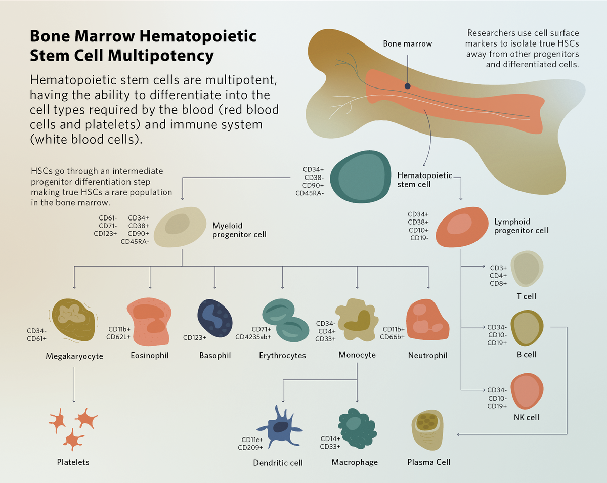 Flow chart depicting HSCs originating in the bone marrow and differentiating into different blood cell types, including myeloid progenitor cells, lymphoid progenitor cells, and their respective lineages. Surface markers, such as CD34, are listed next to their respective cells. Researchers use cell surface markers to isolate true HSCs away from other progenitors and differentiated cells.